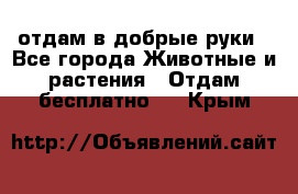 отдам в добрые руки - Все города Животные и растения » Отдам бесплатно   . Крым